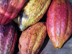 Cacao vegetation, pods and beans